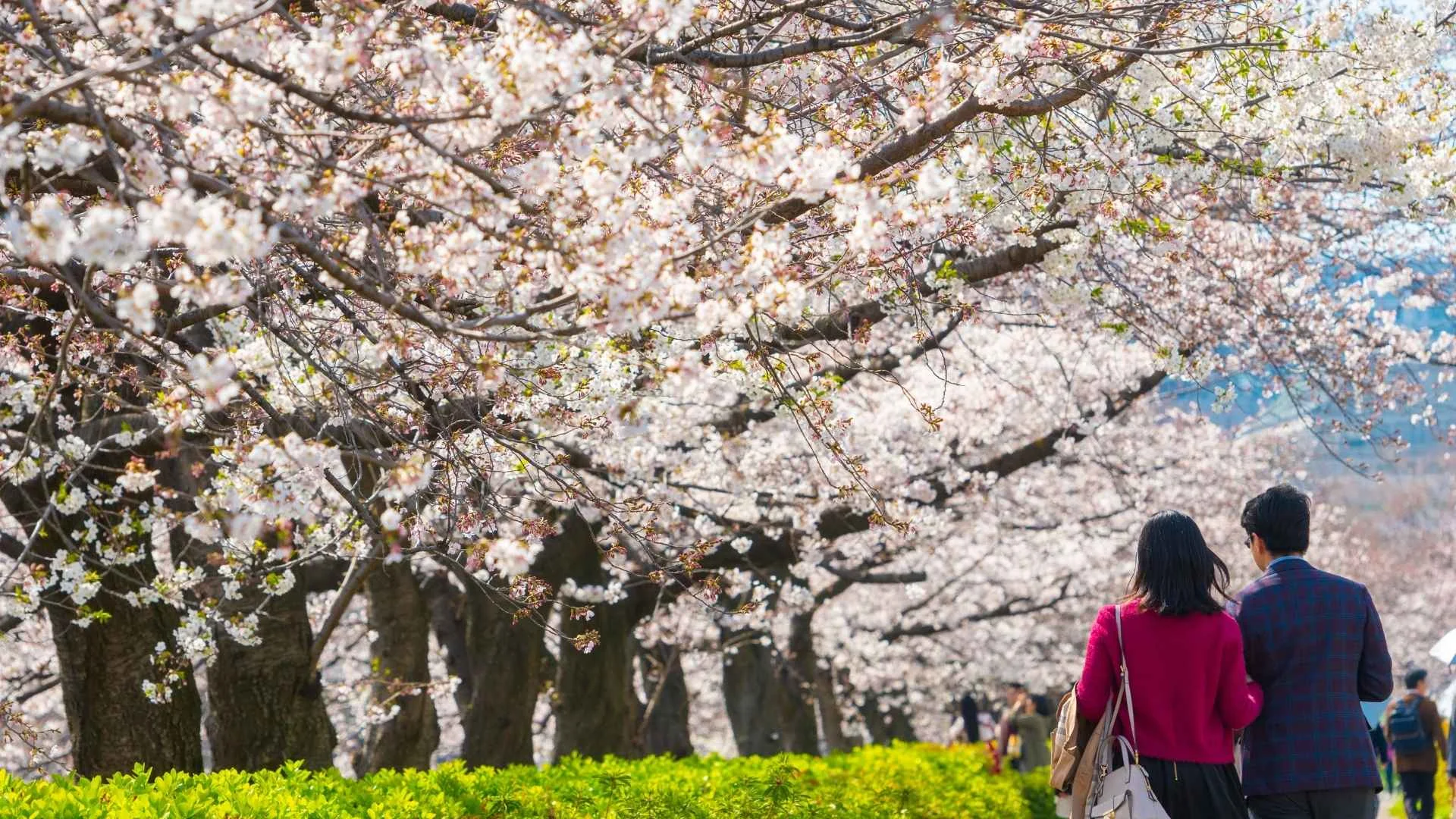 เทศกาลดอกซากุระ (Hanami)